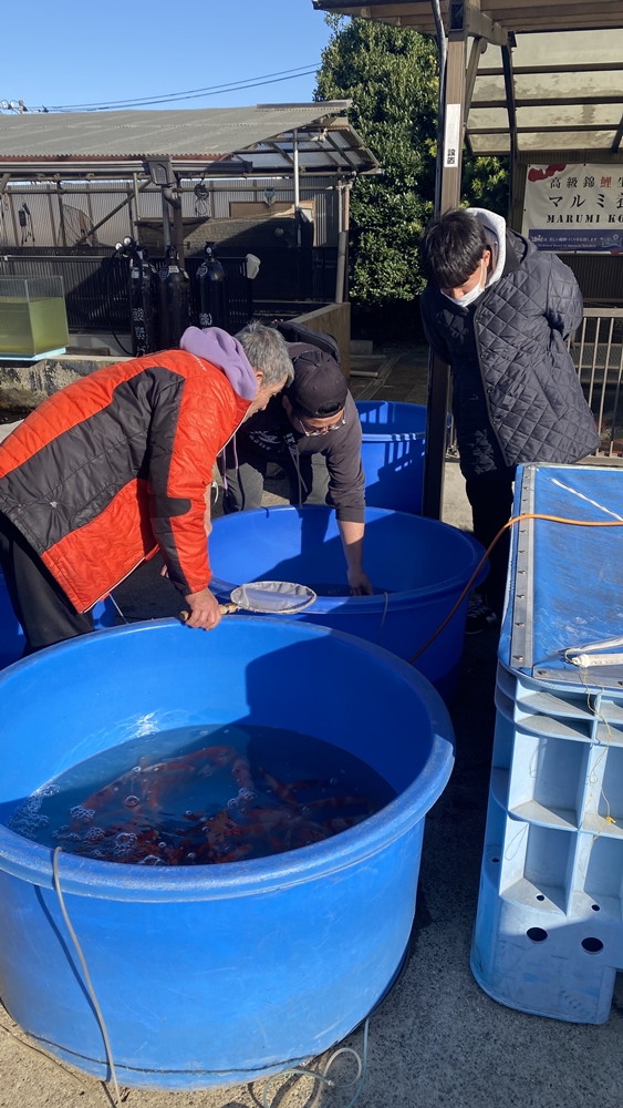 当歳最終選別後の様子