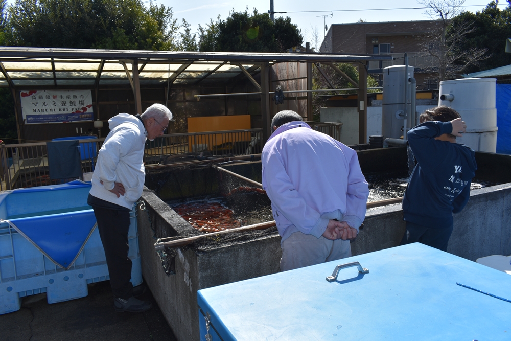 当歳最終選別 選別スタート