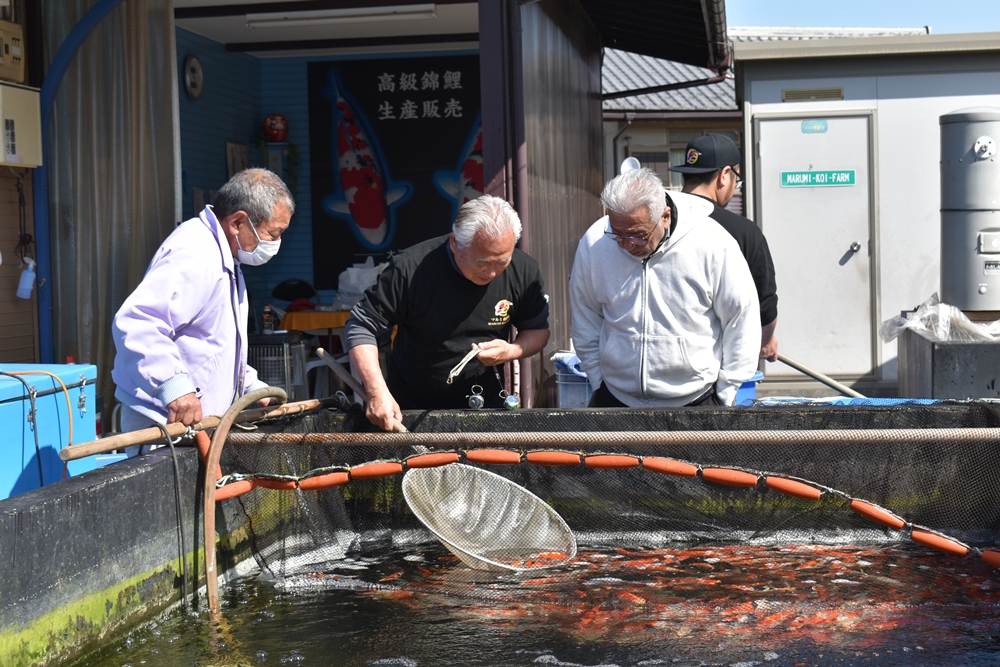 当歳最終選別の様子 1